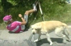 dog and bike